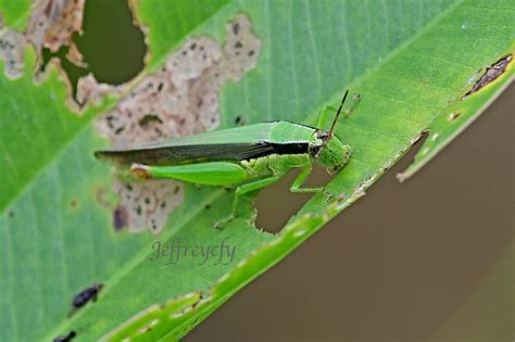 中華稻蝗|中华稻蝗 Oxya chinensis